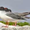 Swallow-tailed Gull